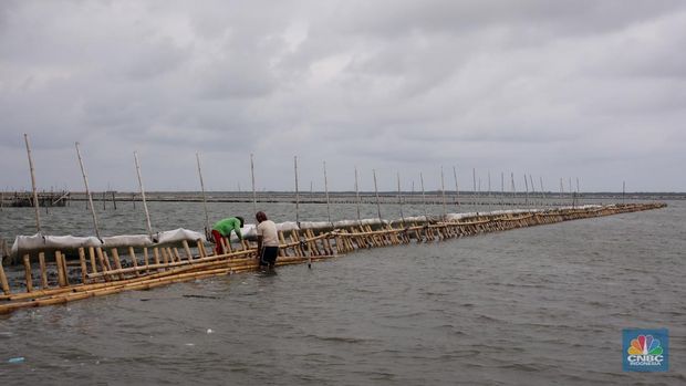 Pekerja melakukan pembongkaran pagar laut milik PT Tunas Ruang Pelabuhan Nusantara (PT TRPN) di pesisir Tarumajaya, Desa Segarajaya, Kabupaten Bekasi, Jawa Barat (11/2/2025).  (CNBC Indonesia/Faisal Rahman)