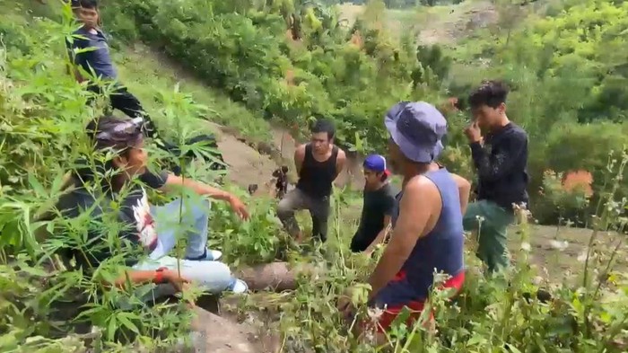 Penampakan barang bukti tersangka menanam 17 ganja di Sungai Penuh, Jambi