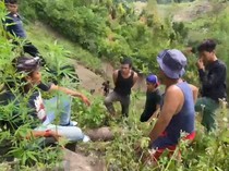 Tanam 17 Batang Ganja, Warga Sungai Penuh Ditangkap Polisi