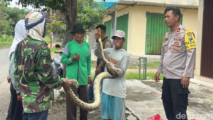 Piton 3 Meter Melingkar Kejutkan Pekerja Tebang Kebun Tebu