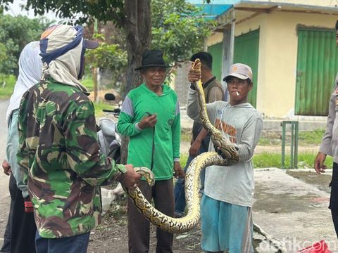Piton 3 Meter Melingkar Kejutkan Pekerja Tebang Kebun Tebu