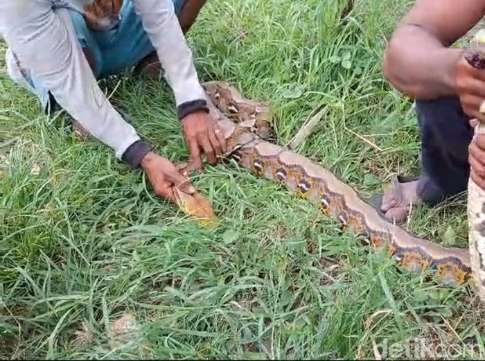 Piton 3 Meter Melingkar Kejutkan Pekerja Tebang Kebun Tebu