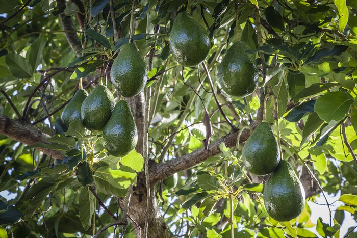 Kenapa Alpukat Tidak Bisa Matang di Pohon?