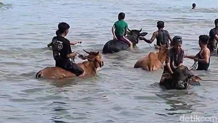 Potret Tradisi Rasol di Pulau Bawaen Potret warga memandikan sapi diluar secara bersama-sama atau yang disebut dengan tradisi rasol di Pulau Bawean, Gresik, Selasa (11/2/2025)