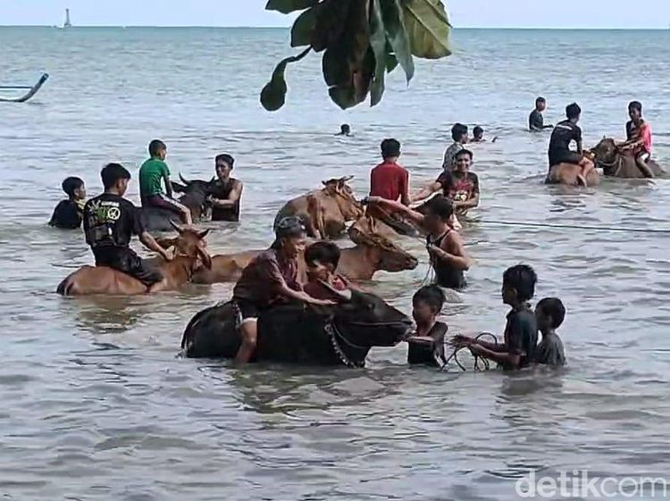 Potret Tradisi Rasol di Pulau Bawaen