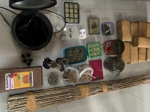 Polisi Gerebek Rumah Budidaya Ganja di Pringsewu, Pemiliknya Ditangkap