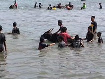 Mengintip Tradisi Rasol, Memandikan Sapi Usai Musim Tanam di Bawean