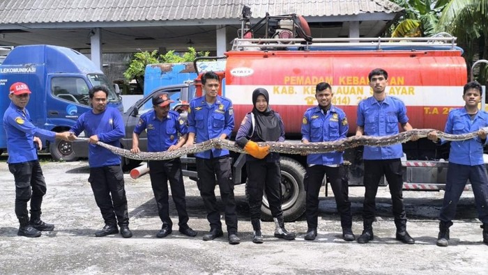 Ular piton sepanjang 5 meter yang ditemukan bersarang di area kantor UPT Dishub Kepulauan Selayar.