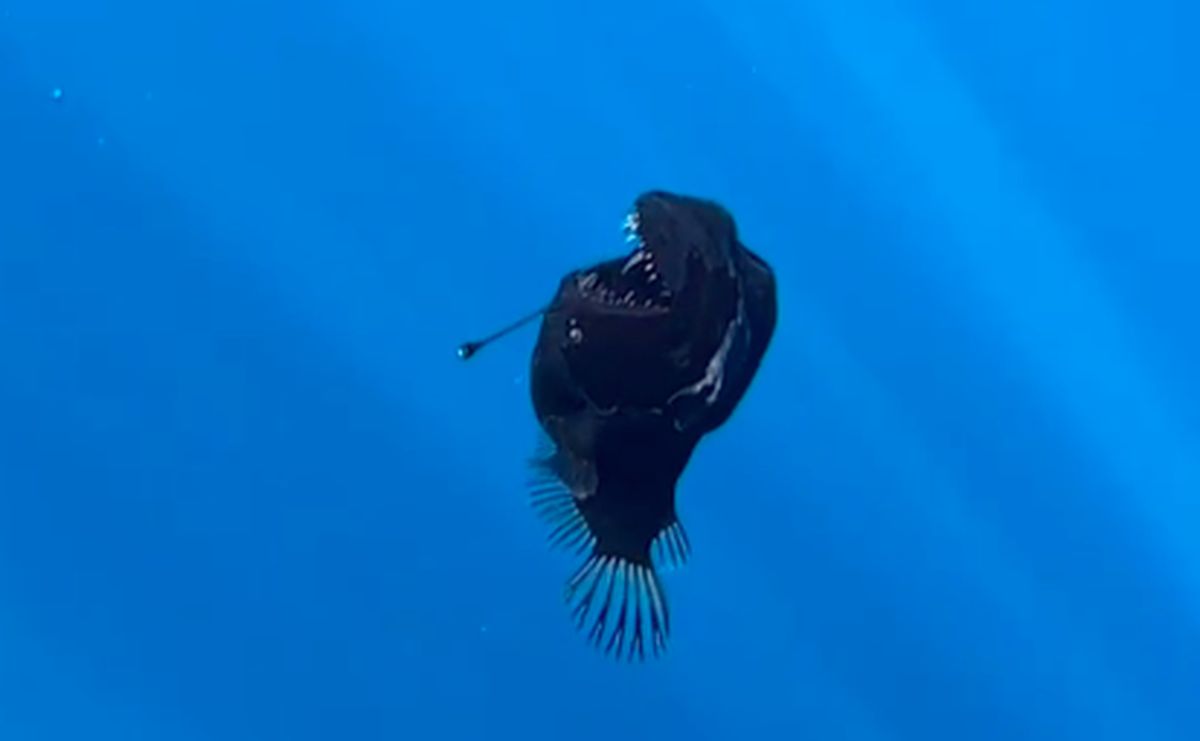 Ikan Anglerfish di Permukaan Laut