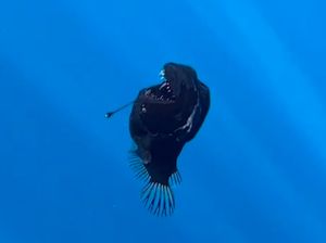 Tumben, Ikan Laut Dalam Anglerfish Muncul ke Permukaan