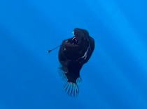 Monster Laut Hitam Ditemukan Muncul ke Permukaan Pantai di Spanyol, Pertanda Apa?