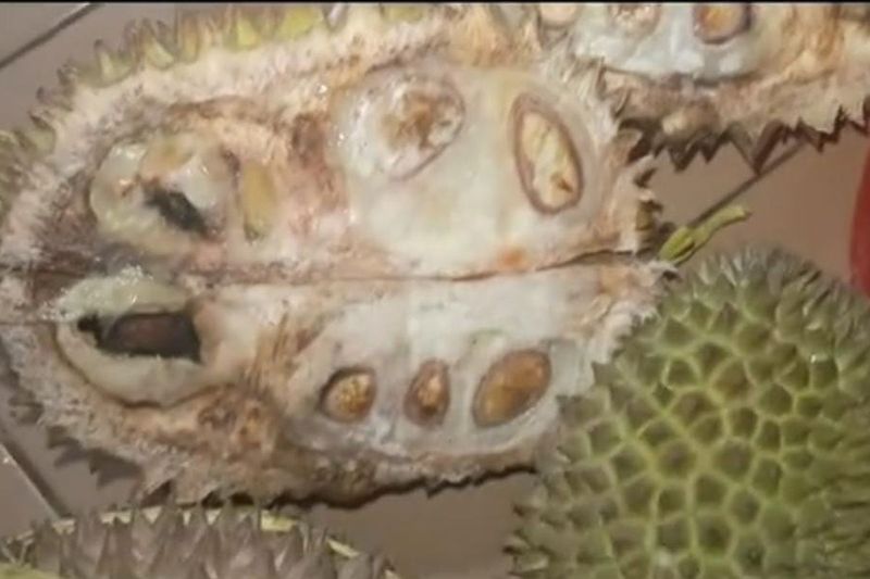 Apa Itu Durian Tewel yang Viral di Pasar Cheng Ho?