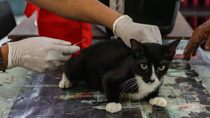 Warga membawa kucing peliharaannya untuk divaksin rabies di RPTRA Berseri, Jagakarsa, Jakarta, Rabu (12/2/2025). Suku Dinas Ketahanan Pangan, Kelautan, dan Pertanian (Sudin KPKP) Jakarta Selatan menggelar vaksinasi gratis untuk hewan peliharaan guna mencegah dan mengantisipasi penyebaran penyakit rabies. ANTARA FOTO/Asprilla Dwi Adha/nz
