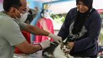 Begini Ekspresi Kucing Saat Divaksinasi Rabies