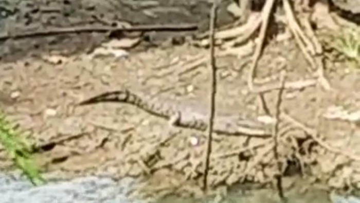 Buaya teror warga di Sungai Tangkel Bangkalan