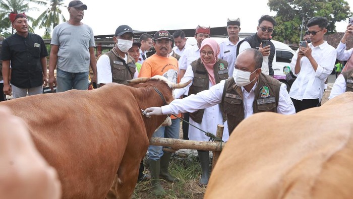 Bupati Banyuwangi Ipuk Fiestiandani melihat sapi