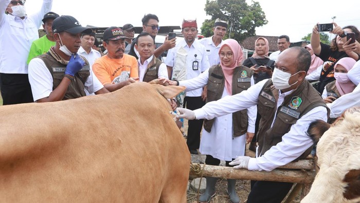 Bupati Banyuwangi Ipuk Fiestiandani saat meninjau pelaksanaan vaksinasi PMK.