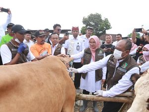 404 Ekor Ternak di Banyuwangi Terpapar Penyakit Mulut dan Kuku