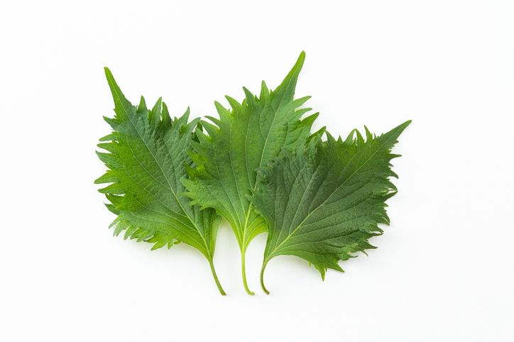 daun herba yang populer di Jepang untuk masakan
