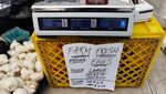 Harga Telur di AS Melonjak Imbas Wabah Flu Burung