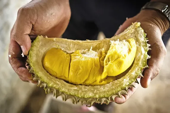 Kocak! Pria Ini Belah Buah Durian Pakai Gergaji Besar