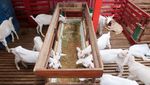 Lihat Langsung Peternakan Kambing Perah di Banyuwangi
