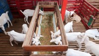 Sebanyak 350 ekor kambing perah jenis Etawa, PE dan Sapera yang diternakan tersebut, mampu menghasilkan 600 liter susu per hari.  