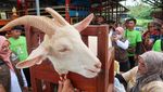 Lihat Langsung Peternakan Kambing Perah di Banyuwangi