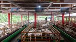 Lihat Langsung Peternakan Kambing Perah di Banyuwangi