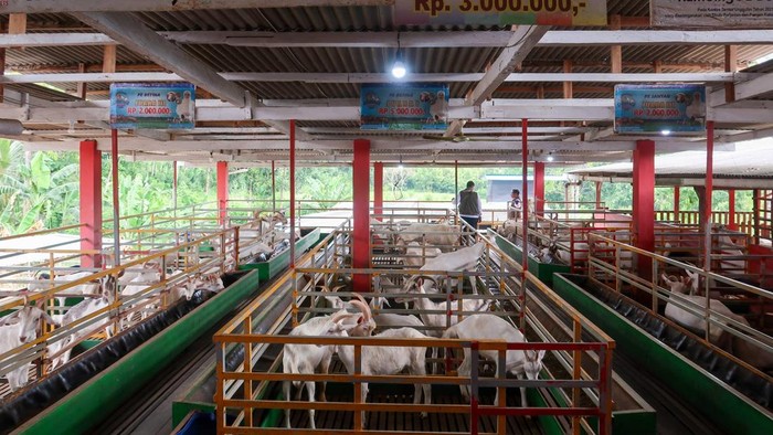 Sejumlah kambing berada di dalam kandang di Sentra peternakan kambing Karya etawa di Kalipuro, Banyuwangi, Jawa Timur, Rabu (12/2/2025). Sebanyak 350 ekor kambing perah jenis Etawa, PE dan Sapera yang diternakan tersebut, mampu menghasilkan 600 liter susu per hari yang turut berperan mensuplai kebutuhan susu nasional sebanyak 4,19 juta ton. ANTARA FOTO/Budi Candra Setya/nz
