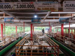 Harga Kambing Kurban 2025 di Jawa Timur