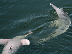 Lumba-lumba Sungai Amazon Punya Perilaku Unik, Suka Kencing di Udara