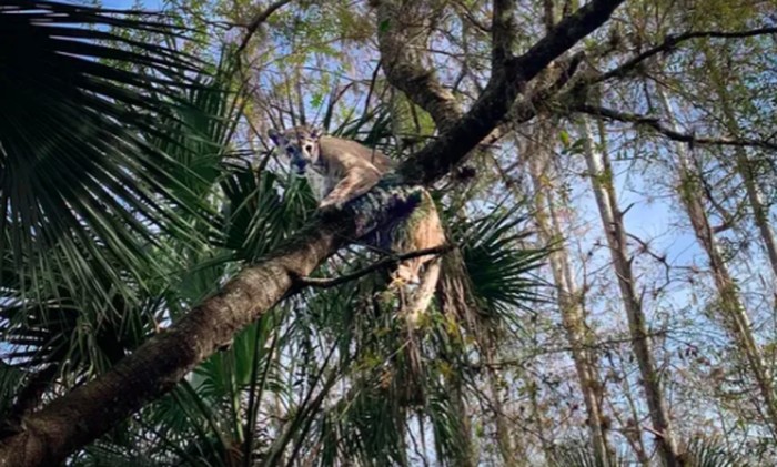 Macan kumbang Florida merupakan subspesies puma yang terancam punah.