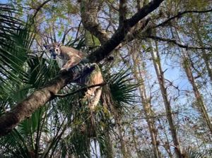 Macan Kumbang Florida Jadi Kucing Terberat yang Pernah Tercatat