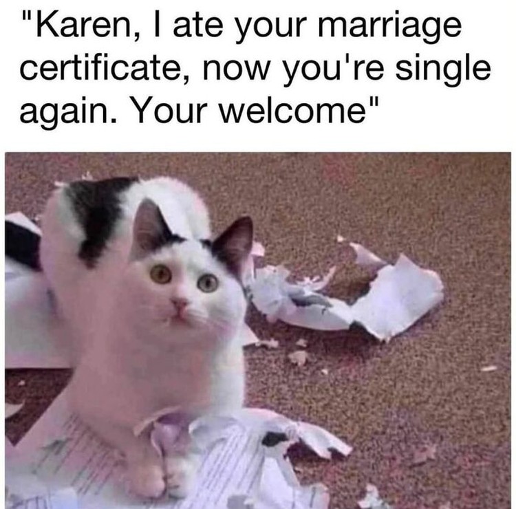 Meme Lucu Soal Kucing, Pasti Bikin Kamu Nyengir Kucing memang ada saja ya kelakukan lucunya. Nah sederet pengguna internet membagikan meme soal kucing yang bisa bikin kalian nyengir.