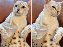 Meme Lucu Soal Kucing, Pasti Bikin Kamu Nyengir