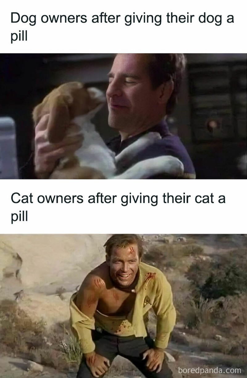 Kucing memang ada saja ya kelakukan lucunya. Nah sederet pengguna internet membagikan meme soal kucing yang bisa bikin kalian nyengir.