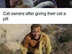 Meme Lucu Soal Kucing, Pasti Bikin Kamu Nyengir