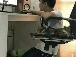 Meme Lucu Soal Kucing, Pasti Bikin Kamu Nyengir