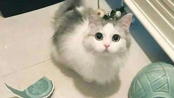 Kalau boleh tau, siapa yang pecahin ya cing? Foto: (Bored Panda).