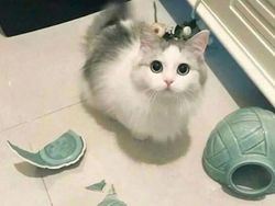 Meme Lucu Soal Kucing, Pasti Bikin Kamu Nyengir