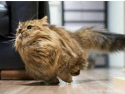 Meme Lucu Soal Kucing, Pasti Bikin Kamu Nyengir