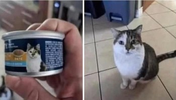 Ternyata si kucing diam-diam freelance ya. Foto: (Bored Panda).