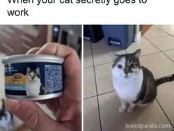 Meme Lucu Soal Kucing, Pasti Bikin Kamu Nyengir