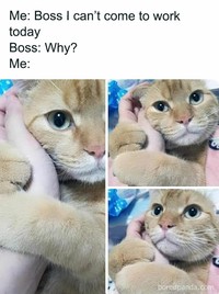 Kucing memang ada saja ya kelakukan lucunya. Nah sederet pengguna internet membagikan meme soal kucing yang bisa bikin kalian nyengir.