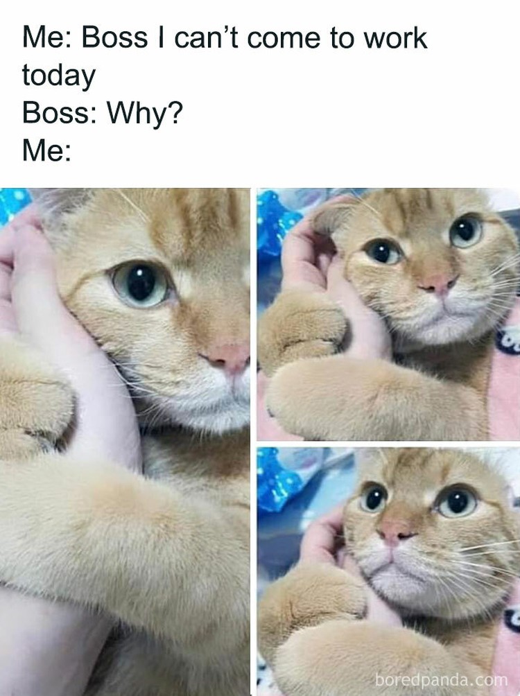 Meme Lucu Soal Kucing, Pasti Bikin Kamu Nyengir Kucing memang ada saja ya kelakukan lucunya. Nah sederet pengguna internet membagikan meme soal kucing yang bisa bikin kalian nyengir.