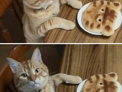 Meme Lucu Soal Kucing, Pasti Bikin Kamu Nyengir