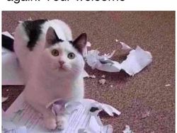 Meme Lucu Soal Kucing, Pasti Bikin Kamu Nyengir