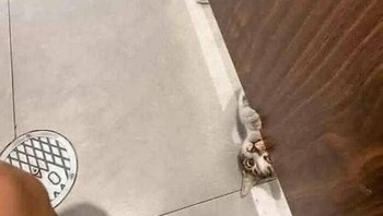 Et dah si FOMO. Foto: (Bored Panda).