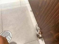 Meme Lucu Soal Kucing, Pasti Bikin Kamu Nyengir